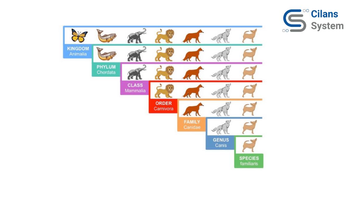 Animal Species Classification